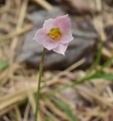 Zephyranthes robusta