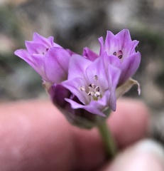 Allium serra