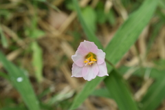 Zephyranthes robusta