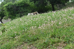 Zephyranthes robusta
