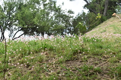 Zephyranthes robusta