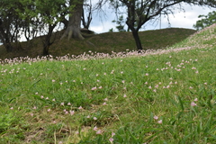 Zephyranthes robusta