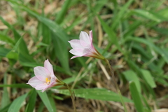 Zephyranthes robusta