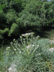 Seseli rigidum