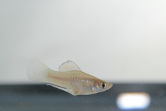 Image of Phallichthys amates