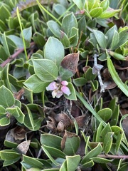 Arctostaphylos hookeri hearstiorum