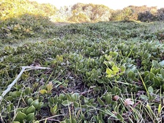 Arctostaphylos hookeri hearstiorum