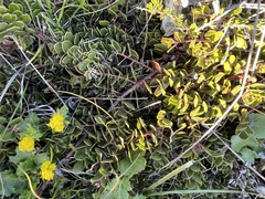 Arctostaphylos hookeri hearstiorum