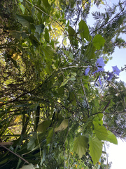 Solanum wendlandii image