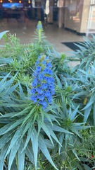 Echium candicans