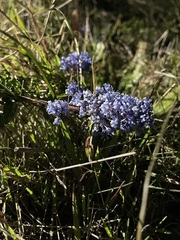 Ceanothus hearstiorum