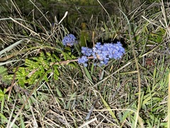 Ceanothus hearstiorum