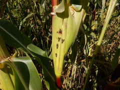 Ceroxys
