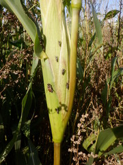 Ceroxys