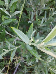 Buddleja saligna