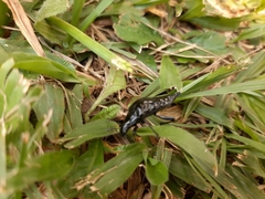 Insecta