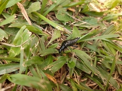Insecta