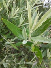 Buddleja saligna