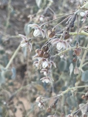 Pergularia