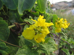 Stigmaphyllon ciliatum