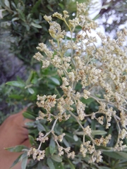 Buddleja saligna