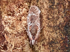 Agonopterix hypericella