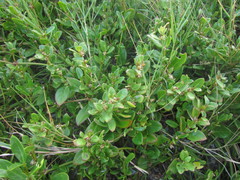 Alternanthera littoralis