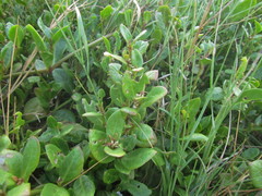 Alternanthera littoralis