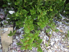 Alternanthera littoralis