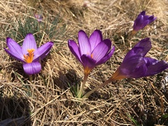 Crocus versicolor
