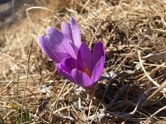 Crocus versicolor