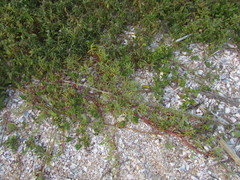 Blutaparon portulacoides