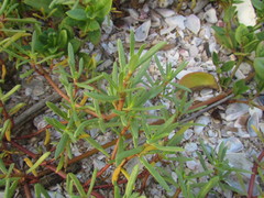 Blutaparon portulacoides