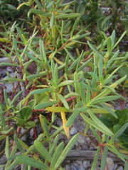 Blutaparon portulacoides