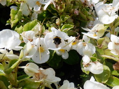 Bombus
