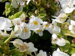 Bombus