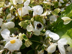 Bombus