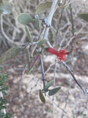 Tapinanthus