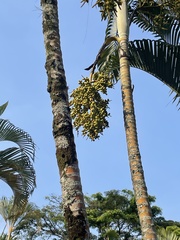 Areca