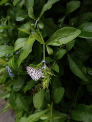 Leptotes cassius