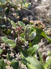 Ceanothus maritimus
