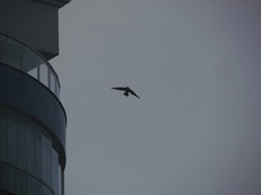 Falconiformes
