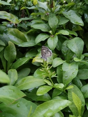 Leptotes cassius