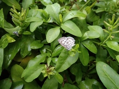 Leptotes cassius