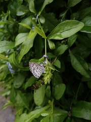 Leptotes cassius
