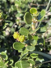 Ceanothus maritimus