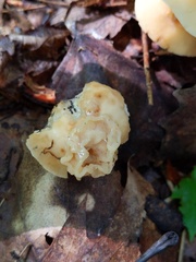 Carcinomyces effibulatus