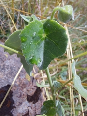 Abutilon sonneratianum