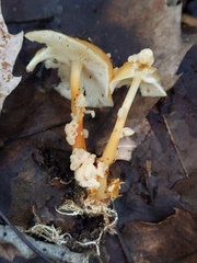 Carcinomyces effibulatus