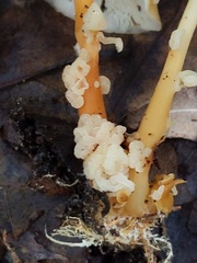 Carcinomyces effibulatus